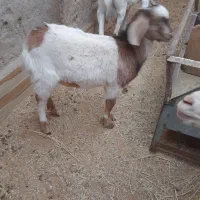 کره چپش|حیوانات مزرعه|اردکان, |دیوار