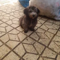 سگ کمشد یاخچی اباد