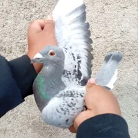 کفتر مسافتی وتهران