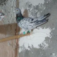کفتر گرفتنی|پرنده|سبزوار, کهنه آب|دیوار