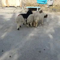 بره نر ماده جهت فروش الیوز220/000/000