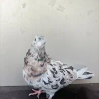 کبوتر