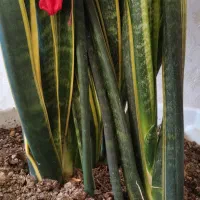 گل سانسوریا ابلغ بسیار زیبا و سالم