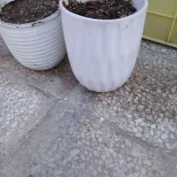 گلدان|گل و گیاه طبیعی|اصفهان, شاهزاده ابراهیم|دیوار