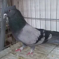 کبوتر سبز کاکلی