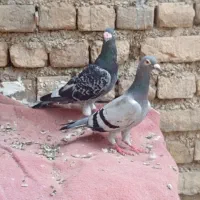 کبوتر|پرنده|گالیکش, |دیوار