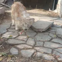 پاکوتا ماده خیلی بازی گوش سالم|سگ|بناب, |دیوار