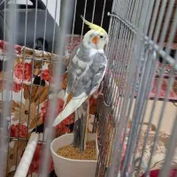 عروس هلندی فروشی