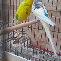 مرغ عشق