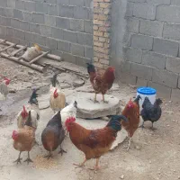 فروش مرغ وخروس|حیوانات مزرعه|زرین دشت (همدان), |دیوار