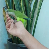 دنیای رنگی جوجه های راهب خرید مستقیم|پرنده|تهران, آهنگ|دیوار