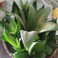 تعدادی گل طبیعی سرحال زیر قیمت|گل و گیاه طبیعی|یاسوج, |دیوار