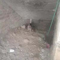 توله سگ واگذاری رایگان