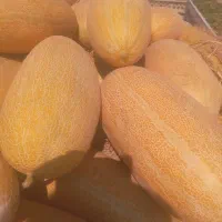 خربزه مشهد عسل|خوردنی و آشامیدنی|مشهد, تبادکان|دیوار