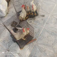 خروس