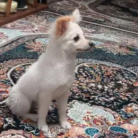 سگ ماده پامر|سگ|الوند, |دیوار