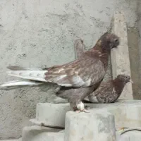 کله سرخ.سینه سیاه