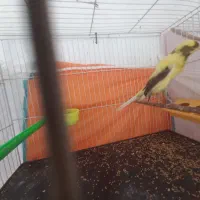 قناری کشیده بلند|پرنده|مشهد, حرم مطهر رضوی|دیوار