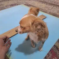 سگ اشپیتز روباهی|سگ|شیراز, گچی|دیوار