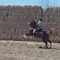 اسب نریان