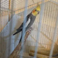 عروس هلندی