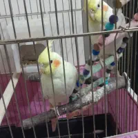 سخنگو رخ به رخ|پرنده|شاهدشهر, |دیوار