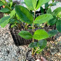 زاموفیلیا سبز