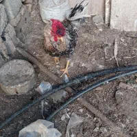 خروس چهل تاج جوان