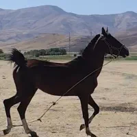کره اسب نریان کورد