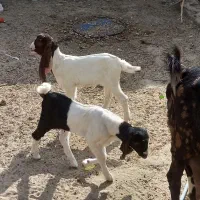 بز گلابی اصل  با دوتا کهر ماده|حیوانات مزرعه|زهک, |دیوار