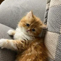 دنیای گربه های اصیل (پرشین بریتیش اسکاتیش رگدال)|گربه|اصفهان, جلفا|دیوار