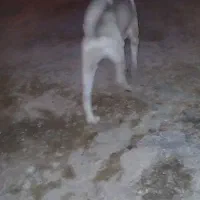 سراب اسل|سگ|بیجار, |دیوار