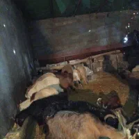 بز آبستن داشتی