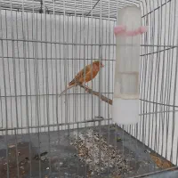 قناری آهویی سرخ نر|پرنده|صدرا-فارس, فاز ۱|دیوار