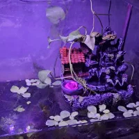 پالادریوم آکواریوم و پلنت