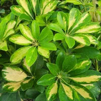 گل شفلرا ابلق و سبز