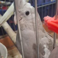 عروس هلندی ماده
