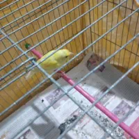 قناری طلای مست مست|پرنده|قدس, شهرقدس|دیوار