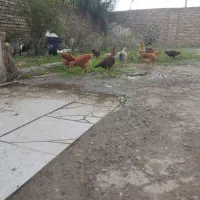 جوجه های محلی 2 ماهه