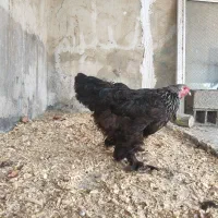 مرغ و خروس برهما اصل