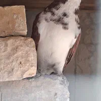 فروش کبوتر