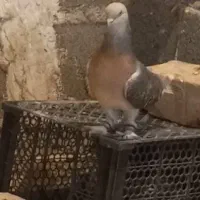 کبوتر سوسنی نر