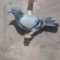 کفتر|پرنده|سبزوار, شرق کال عیدگاه|دیوار