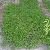 شتیل گوجه