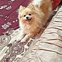 سگ پامر خوشگلو حرف گوش کن|سگ|گلبهار, شهر جدید گلبهار|دیوار