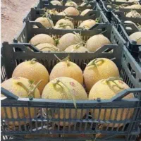 اجاره شیش هکتار زمین کشاورزی وحدتیه