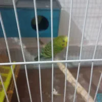 مرغ عشق جفت