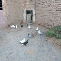 11عدد کفتر. کبوتر فروشی