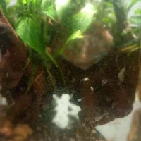 جوجه فلاور باکس ۲۰روزه.کت چوبی فنکوس کلمبیا|ماهی|ارومیه, |دیوار