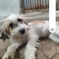 سگ پیدا کردم